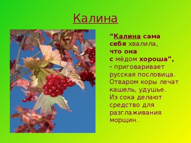 Калина “ Калина сама себя  хвалила,  что она с  мёдом  хороша”, -  приговаривает русская пословица. Отваром коры лечат кашель, удушье. Из сока делают средство для разглаживания морщин. 30