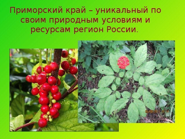 Приморский край – уникальный по своим природным условиям и ресурсам регион России . 32