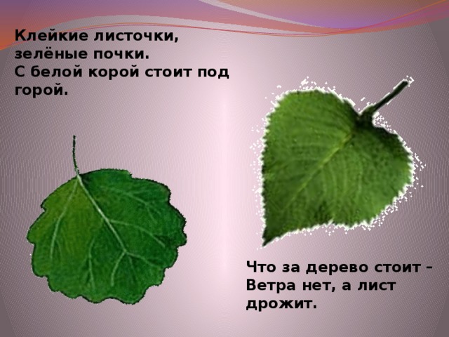 Клейкие листочки, зелёные почки.  С белой корой стоит под горой. Что за дерево стоит – Ветра нет, а лист дрожит.