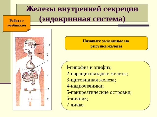 Железы внутренней секреции  (эндокринная система) Работа с учебником Назовите указанные на рисунке железы  I-гипофиз и эпифиз;  2-паращитовидные железы;  3-щитовидная железа;  4-надпочечники;  5-панкреатические островки;  6-яичник;  7-яичко.