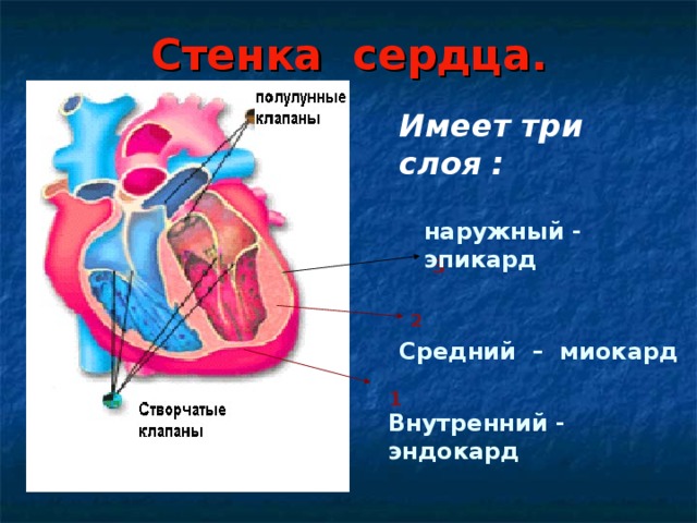 Стенка сердца. Имеет три слоя : наружный - эпикард   3 2 Средний – миокард    1 Внутренний - эндокард