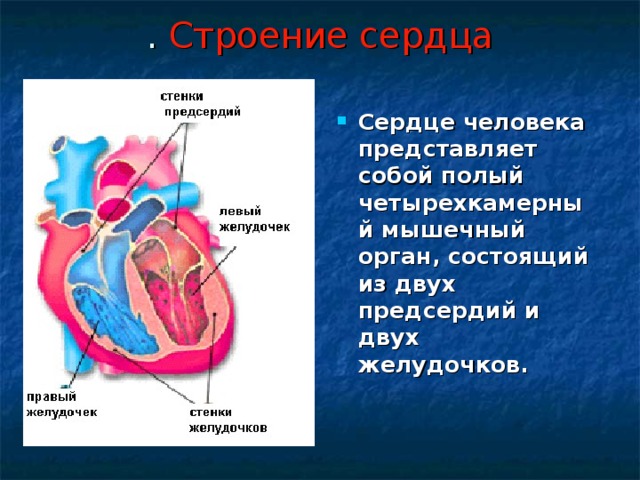 Сердце человека состоит из. Толщина стенок предсердий и желудочков. Строение сердца. Сердце это кратко. Строение сердца человека.