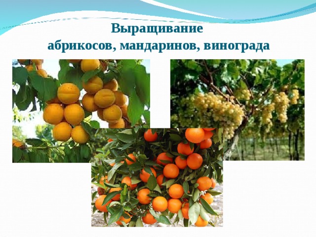 Выращивание  абрикосов, мандаринов, винограда