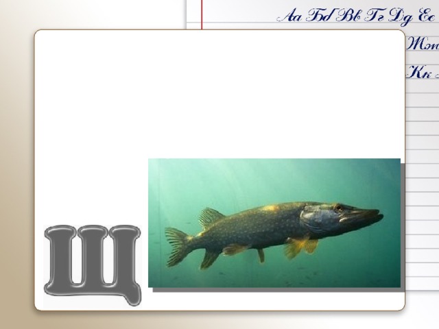 Щука – хищная пресновод-ная рыба. Широко распрост-ранена в водоёмах Челябинс-кой области.