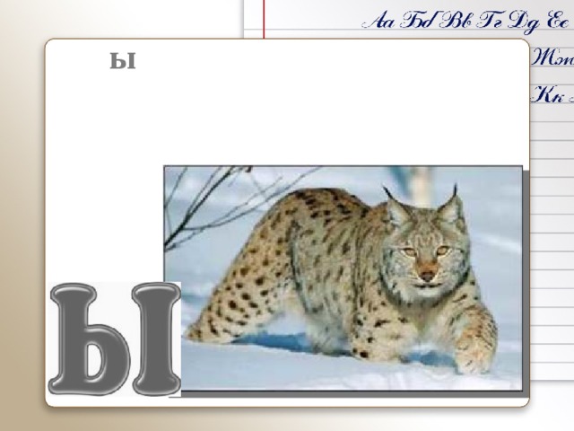 Р ы сь - крупная кошка. Обитает в лесах Челябинской области.