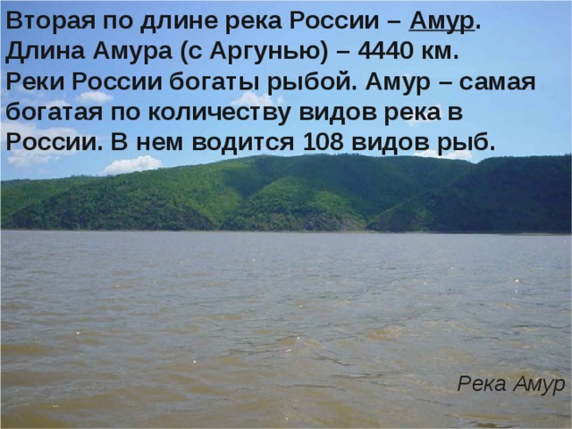 Вторая по длине река России – Амур . Длина Амура (с Аргунью) – 4440 км. Реки России богаты рыбой. Амур – самая богатая по количеству видов река в России. В нем водится 108 видов рыб.          Река Амур