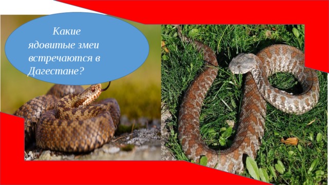 Какие ядовитые змеи встречаются в Дагестане?