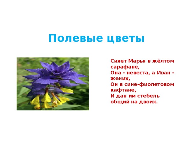 Полевые цветы Сияет Марья в жёлтом сарафане,  Она - невеста, а Иван - жених,  Он в сине-фиолетовом кафтане,  И дан им стебель общий на двоих.