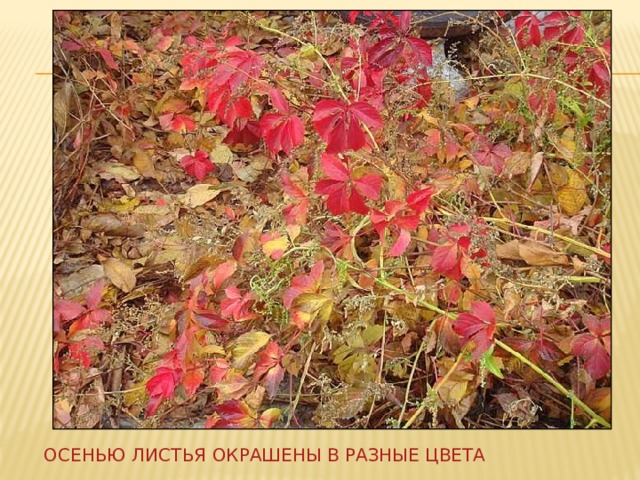 Осенью листья окрашены в разные цвета