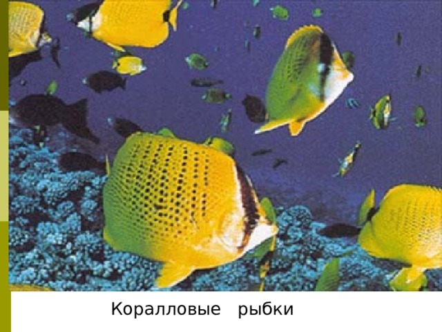 Коралловые рыбки