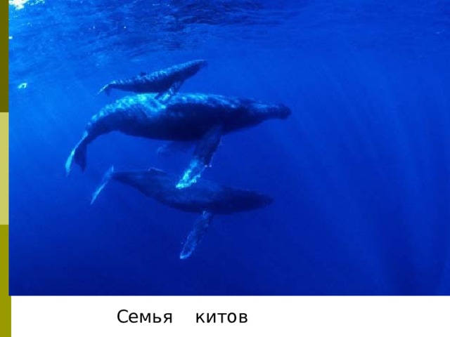 Семья китов