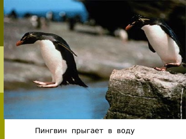 Пингвин прыгает в воду