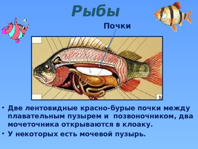 Рыбы Почки