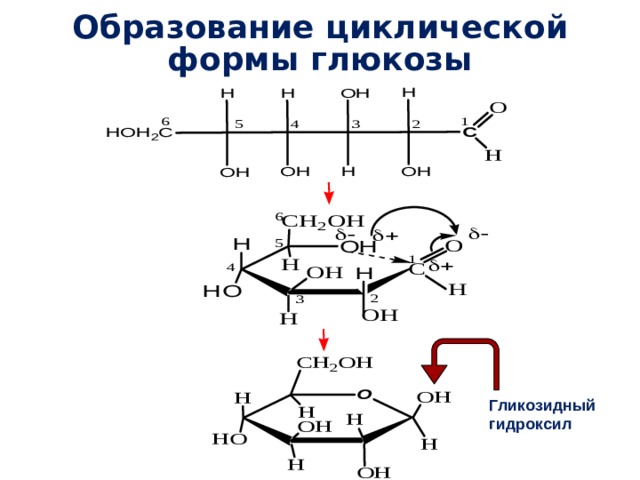 Образование циклической формы глюкозы Гликозидный гидроксил