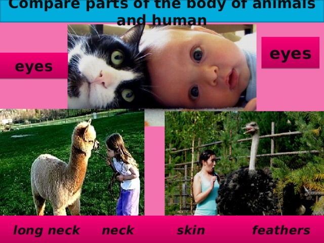 Compare parts of the body of animals and human eyes eyes long neck neck skin feathers