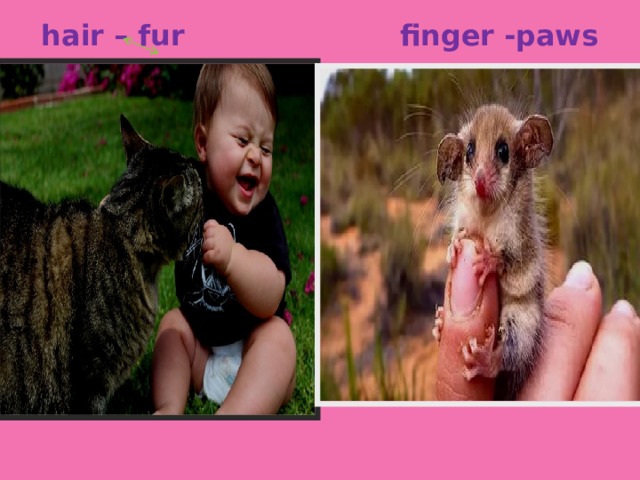 hair – fur finger -paws