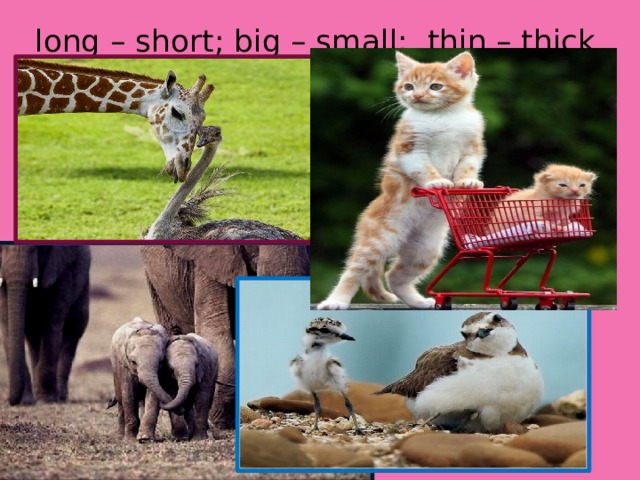 long – short; big – small;  thin – thick