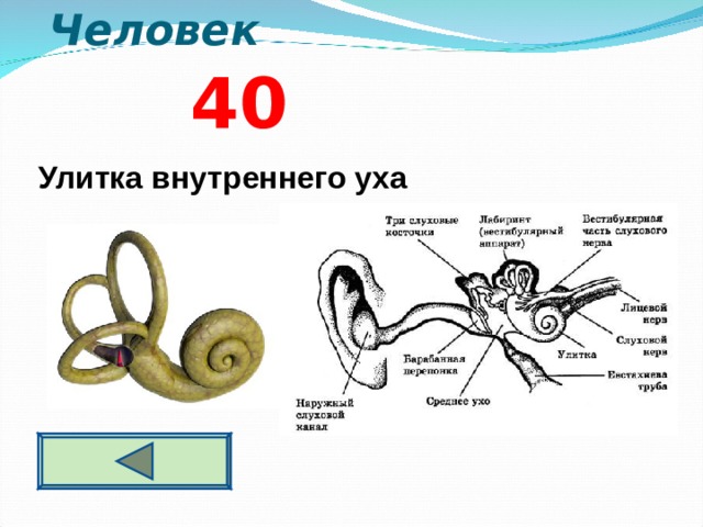 Три отдела внутреннего уха. Внутреннее ухо улитка функции. Структура улитки внутреннего уха. Улитка ухо. Функции улитки внутреннего уха.