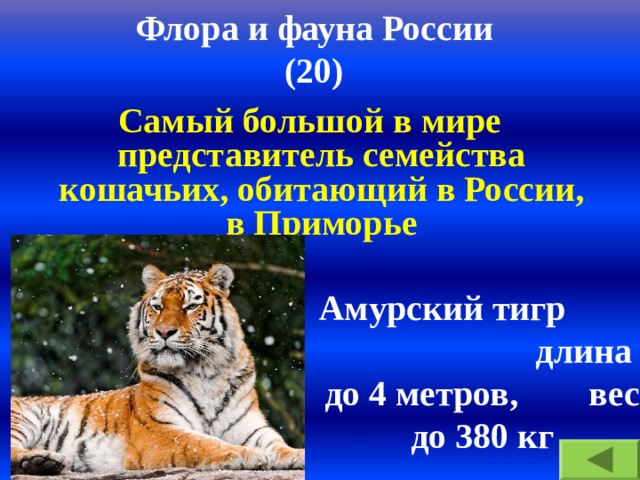 Флора и фауна России  (20) Самый большой в мире представитель семейства кошачьих, обитающий в России, в Приморье Амурский тигр длина до 4 метров, вес до 380 кг