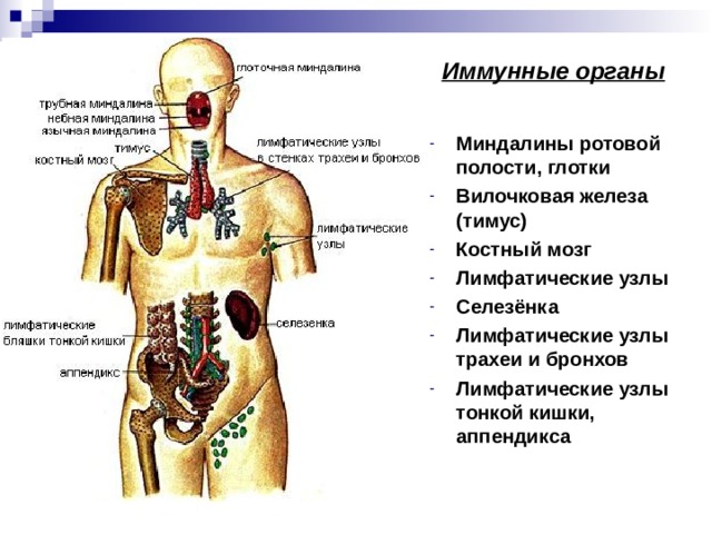 Органы кроветворения иммунной. Органы иммунной системы человека центральные и периферические. Схема расположения центральных и периферических органов иммунитета. Органы кроветворения и иммунной системы. Кроветворная система органы кроветворения и иммунной системы.