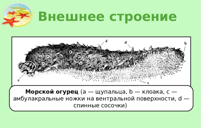 Внешнее строение Морской огурец  (a — щупальца, b — клоака, c — амбулакральные ножки на вентральной поверхности, d — спинные сосочки)