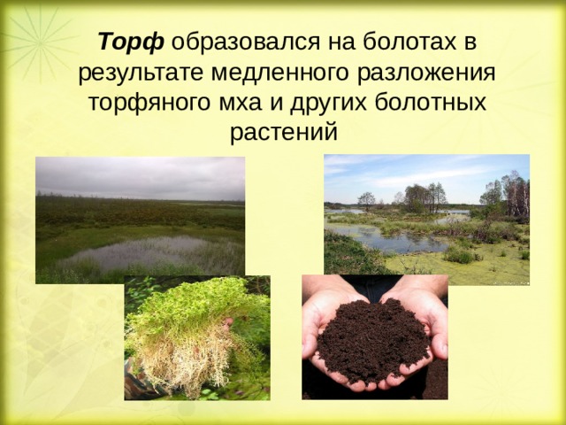 Торф образовался на болотах в результате медленного разложения торфяного мха и других болотных растений