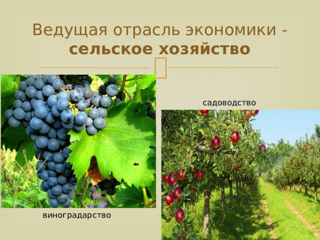 Ведущая отрасль экономики - сельское хозяйство садоводство виноградарство