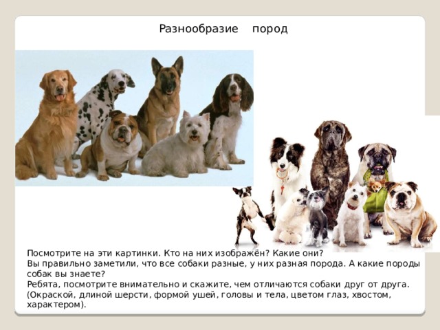 Разнообразие пород Посмотрите на эти картинки. Кто на них изображён? Какие они? Вы правильно заметили, что все собаки разные, у них разная порода. А какие породы собак вы знаете? Ребята, посмотрите внимательно и скажите, чем отличаются собаки друг от друга. (Окраской, длиной шерсти, формой ушей, головы и тела, цветом глаз, хвостом, характером).