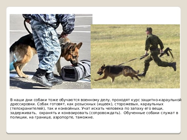 В наши дни собаки тоже обучаются военному делу, проходят курс защитно-караульной дрессировки. Собак готовят, как розыскных (ищеек), сторожевых, караульных (телохранителей), так и конвойных. Учат искать человека по запаху его вещи, задерживать, охранять и конвоировать (сопровождать). Обученные собаки служат в полиции, на границе, аэропорте, таможне.