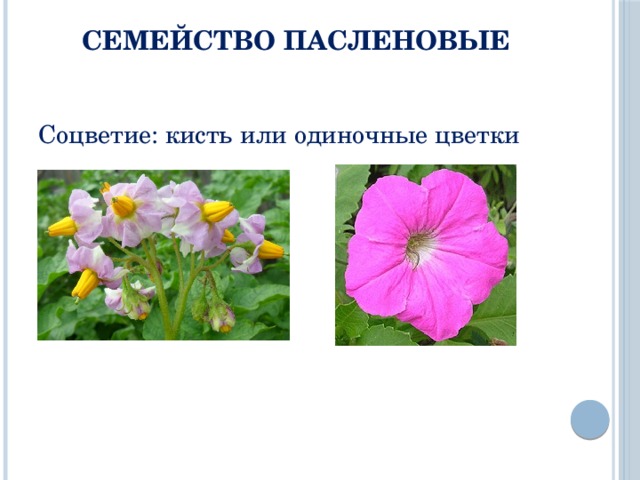 Семейство Пасленовые Соцветие: кисть или одиночные цветки