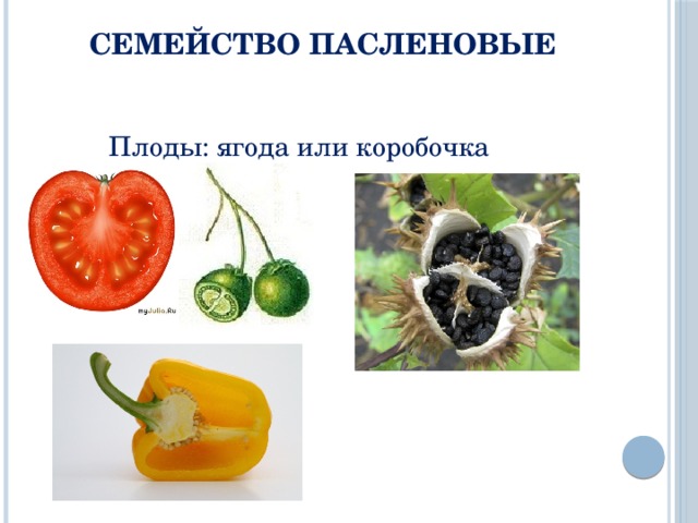 Семейство Пасленовые Плоды: ягода или коробочка