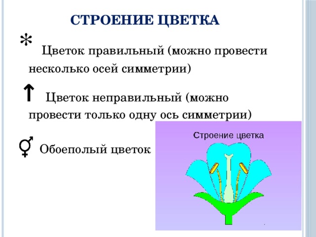 СТРОЕНИЕ ЦВЕТКА * Цветок правильный (можно провести несколько осей симметрии) ↑ Цветок неправильный (можно провести только одну ось симметрии)  Обоеполый цветок