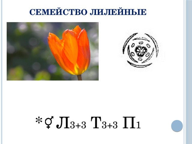 Три примера лилейных. Формула цветка семейства Лилейные 6 класс. Семейство Лилейные тюльпан формула. Формула цветка лилейных растений. Формула цветка семейства Лилейные 7 класс биология.
