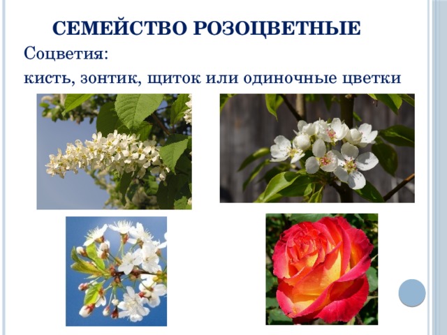 Семейство Розоцветные Соцветия: кисть, зонтик, щиток или одиночные цветки