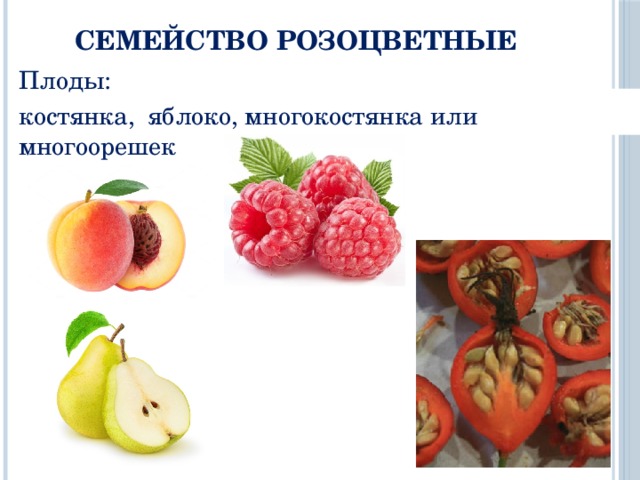 Семейство Розоцветные Плоды: костянка, яблоко, многокостянка или многоорешек