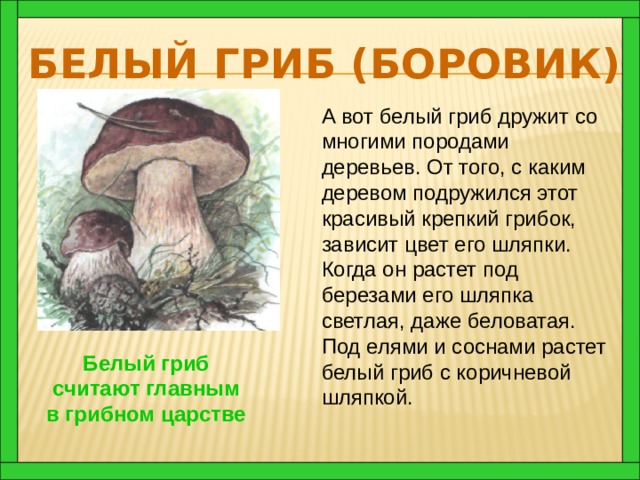 Белый гриб (Боровик) А вот белый гриб дружит со многими породами деревьев. От того, с каким деревом по­дружился этот красивый крепкий грибок, зависит цвет его шляпки. Когда он растет под березами его шляпка светлая, даже беловатая. Под елями и соснами растет белый гриб с коричневой шляпкой. Белый гриб считают главным в грибном царстве