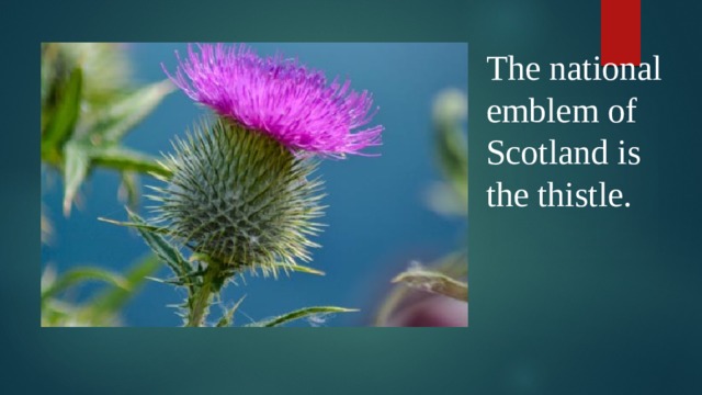 The national emblem of Scotland is the thistle.