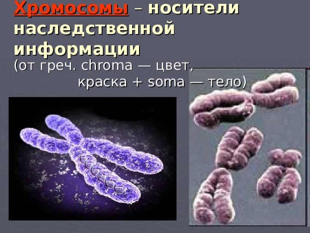 Хромосомы – носители наследственной информации (от греч. chroma — цвет, краска + soma — тело)