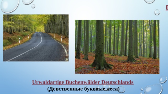 Der natürliche Nachlas Deutschlands: Urwaldartige Buchenwälder Deutschlands  (Девственные буковые леса)