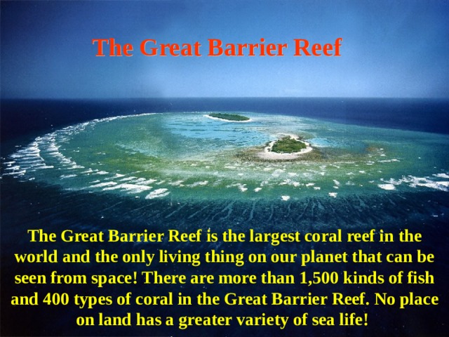 The Great Barrier Reef The Great Barrier Reef is the largest coral reef in the world and the only living thing on our planet that can be seen from space! There are more than 1,500 kinds of fish and 400 types of coral in the Great Barrier Reef. No place on land has a greater variety of sea life!
