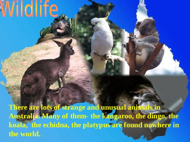 There are lots of strange and unusual animals in Australia. Many of them- the kangaroo, the dingo, the koala, the echidna, the platypus are found nowhere in the world.