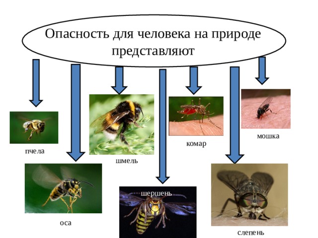 Опасность для человека на природе представляют мошка комар пчела шмель шершень оса слепень