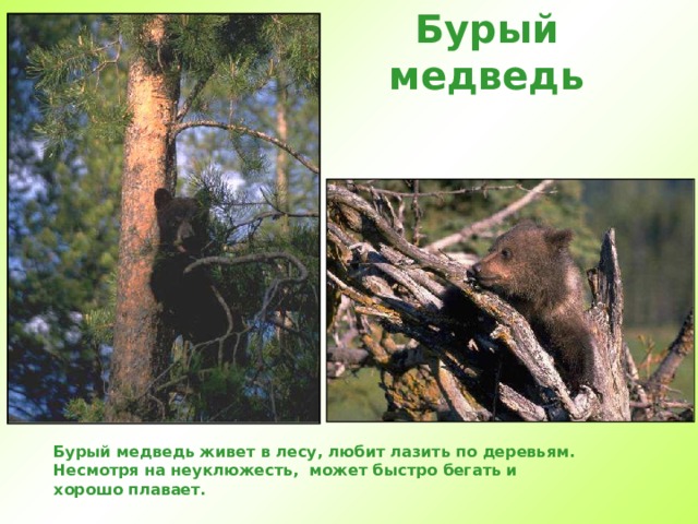 Бурый медведь Бурый медведь живет в лесу, любит лазить по деревьям. Несмотря на неуклюжесть, может быстро бегать и хорошо плавает.