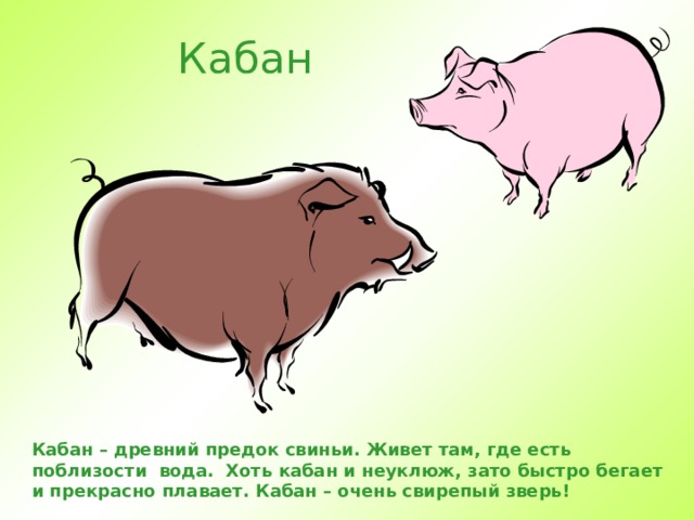 Кабан Кабан – древний предок свиньи. Живет там, где есть поблизости вода. Хоть кабан и неуклюж, зато быстро бегает и прекрасно плавает. Кабан – очень свирепый зверь!