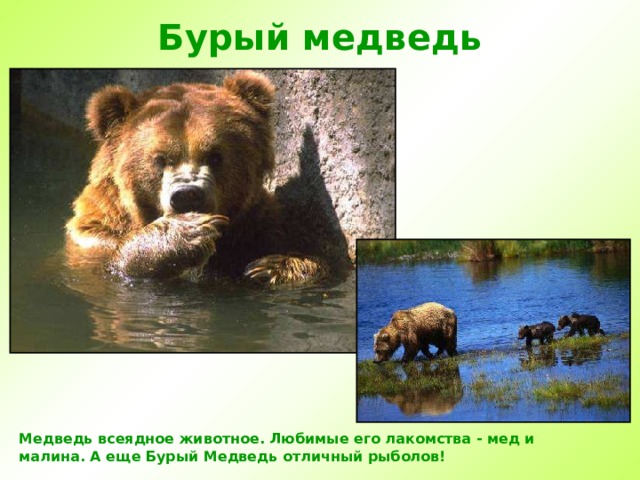 Бурый медведь Медведь всеядное животное. Любимые его лакомства - мед и малина. А еще Бурый Медведь отличный рыболов!