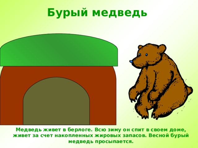 Бурый медведь Медведь живет в берлоге. Всю зиму он спит в своем доме, живет за счет накопленных жировых запасов. Весной бурый медведь просыпается.