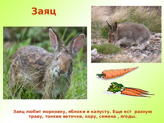 Заяц Заяц любит морковку, яблоки и капусту. Еще ест разную траву, тонкие веточки, кору, семена , ягоды.