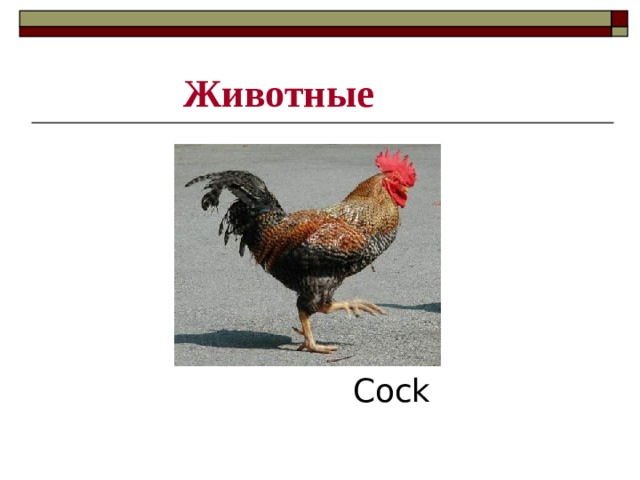 Животные Cock