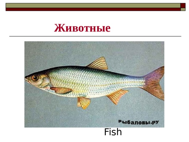 Животные Fish