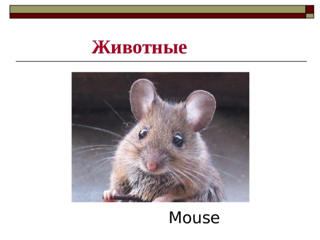 Животные  Mouse